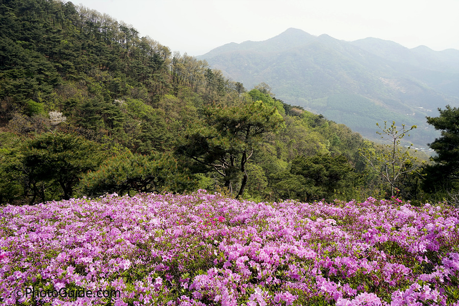 진달래꽃-고려산