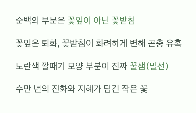 '꽃잎'처럼 보이는 '꽃받침'의 비밀