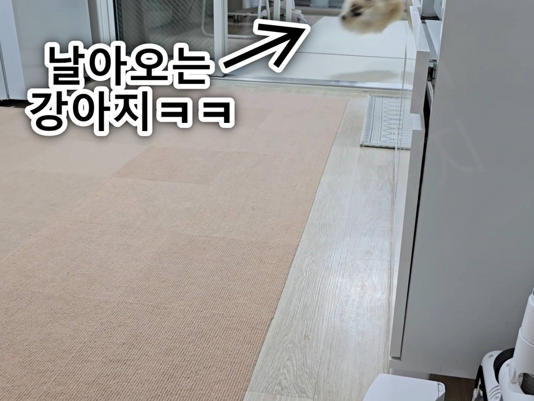 뛰어오는 강아지