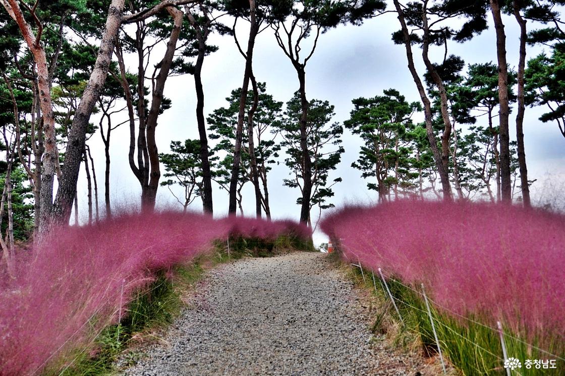 홍성솔바람테마파크