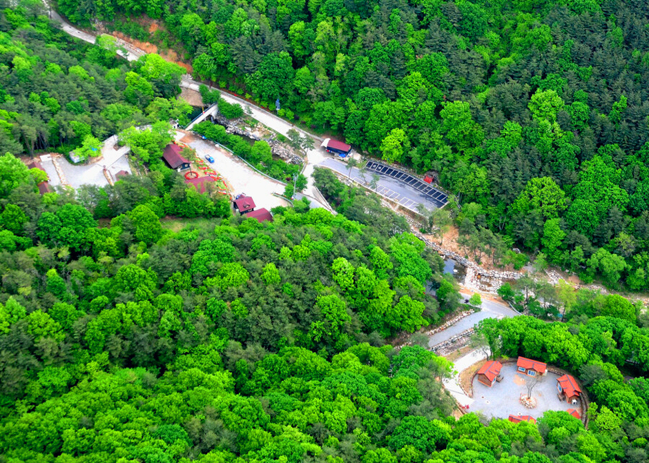 위에서 찍은 숲속모습