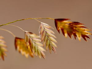 콜레스테롤 낮추는 음식