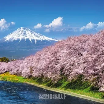 일본 벚꽃 명소 벚꽃 여행 개회시기 도쿄 벚꽃 축제_10