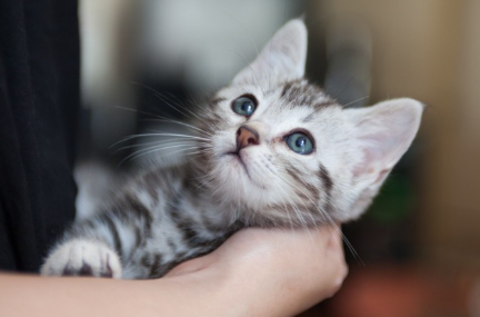 작은고양이증이 아닌 고양이.