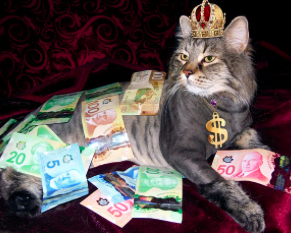 돈 많은 고양이