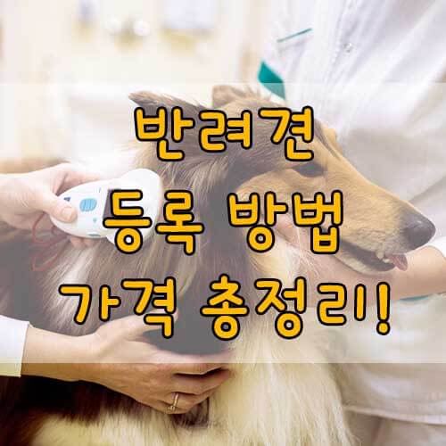 반려견 등록 방법, 반려견 등록 종류, 가격, 방법 총정리!