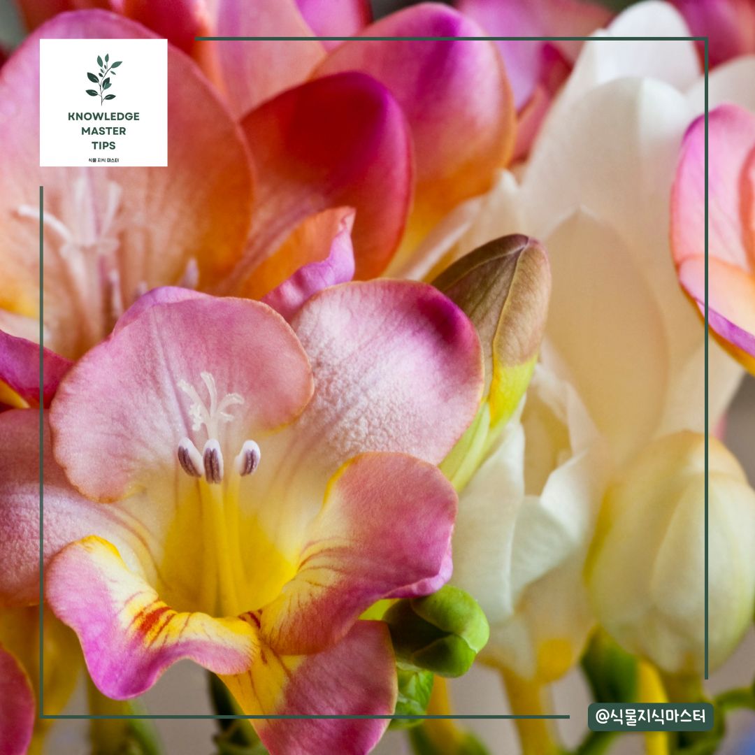 졸업식 꽃다발, 프리지아