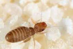 먼지다듬이 벌레/출처:구글이미지