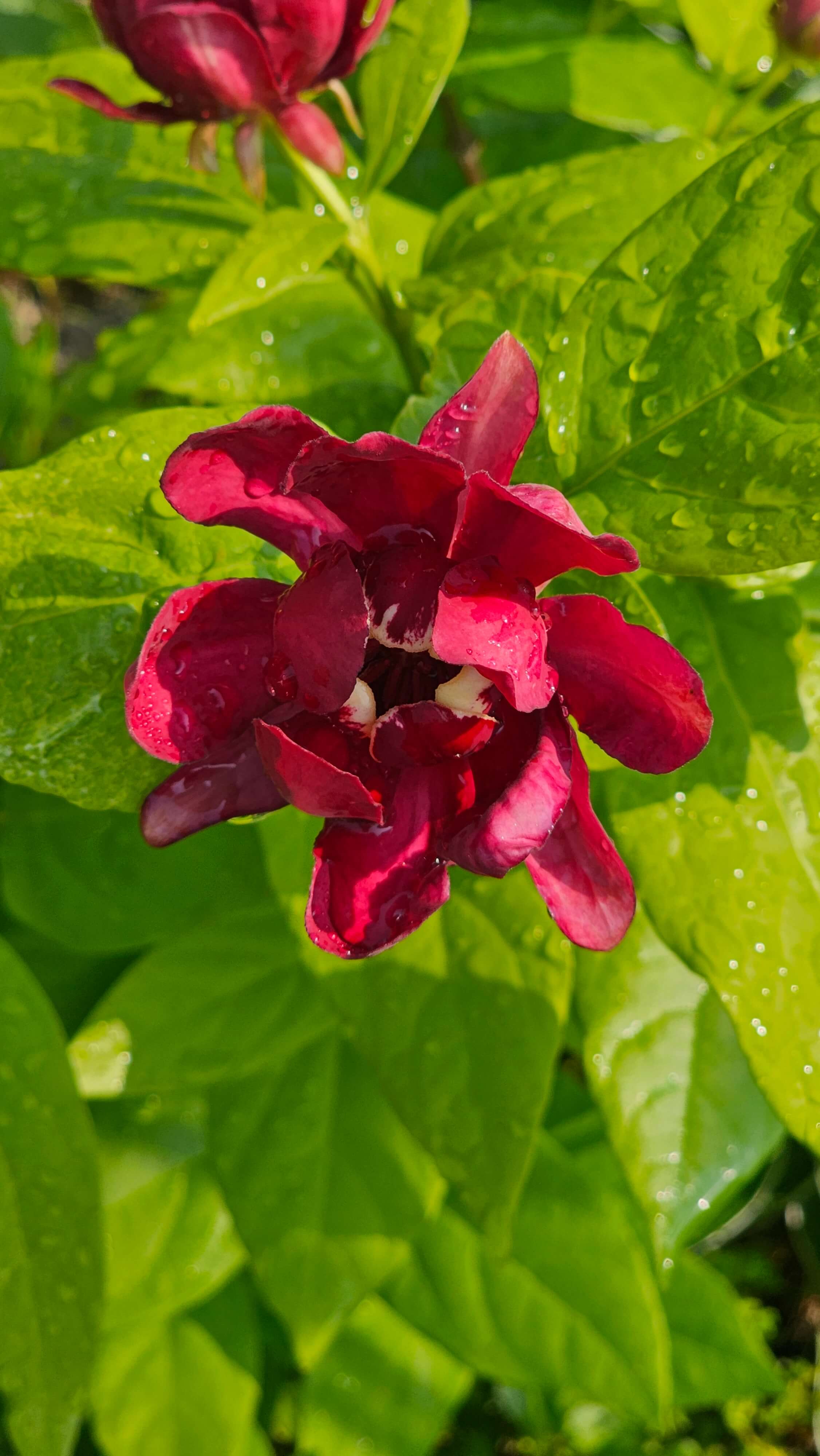 꽃을 보면 기분이 좋아지는 이유