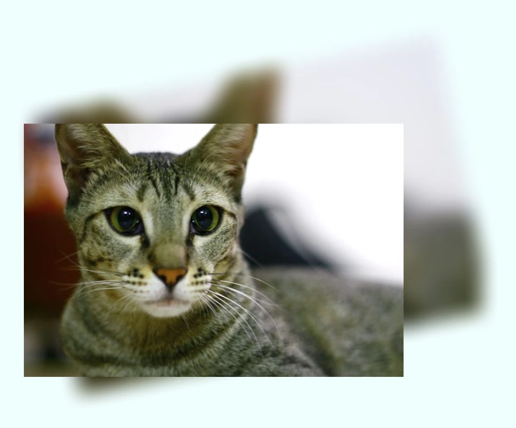 고양이 입양_1_subsection