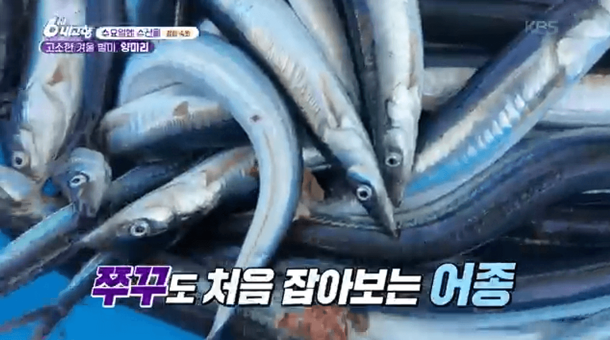 [6시내고향]강원도 속초 양미리 도루묵 오징어 &amp;#39;금성호&amp;#39; 택배 연락처 정보