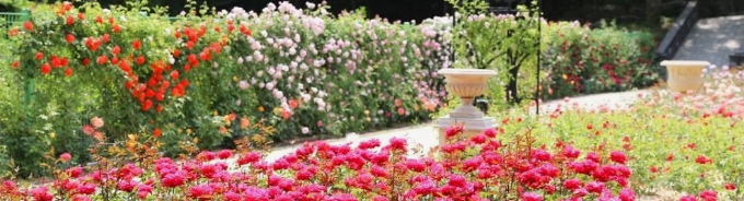 베어트리파크 로맨틱 로즈 가든 파티