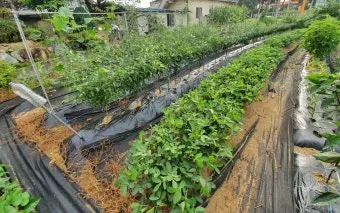 8월에 심는 텃밭 작물, 파종작물, 밭작물, 채소, 꽃씨_49