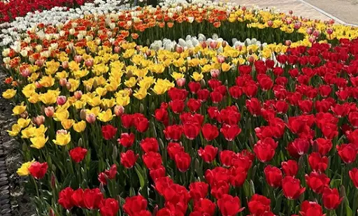 충남 봄나들이 가볼만한 곳3