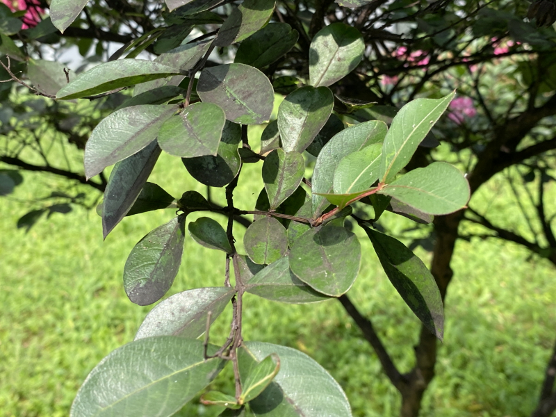 배롱나무 그을음병1