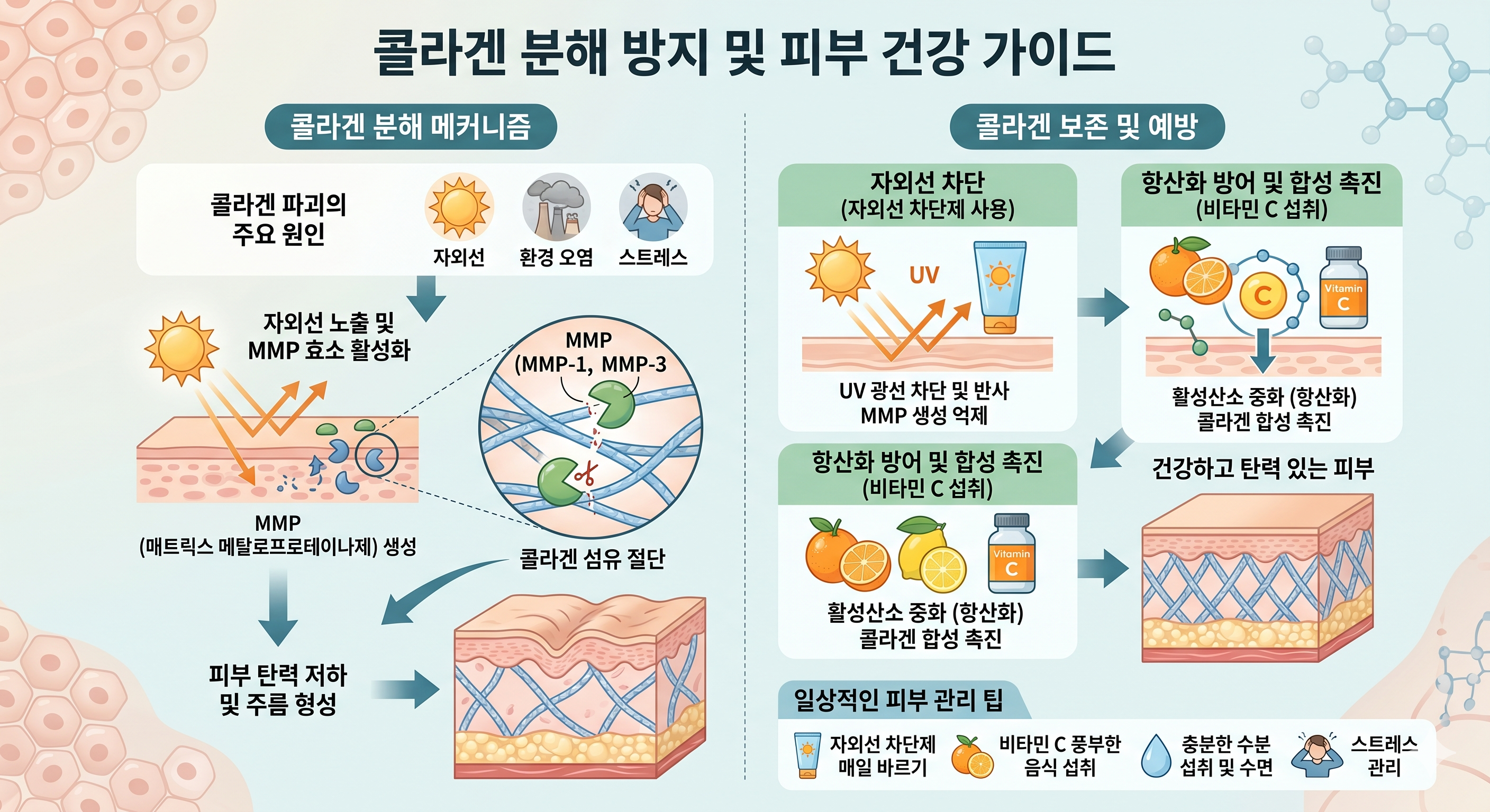 콜라겐 분해 MMP 기전 &mdash; 자외선 혈당 흡연 파괴 경로 비타민C 선크림 레티놀 식이 전략