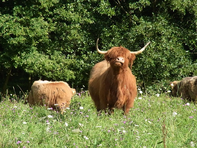 2024 소(牛)프라이즈 한우세일 시작