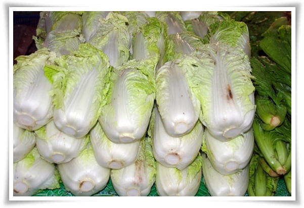 텃밭 &quot;8월, 김장 배추 심으세요!&quot; 올 가을 김장은 지금부터!