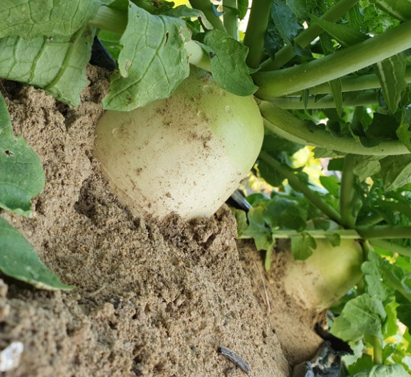김장무우심는시기 지역별 간격 씨앗 파종 방법 수확 시기 가을 김장무 재배2
