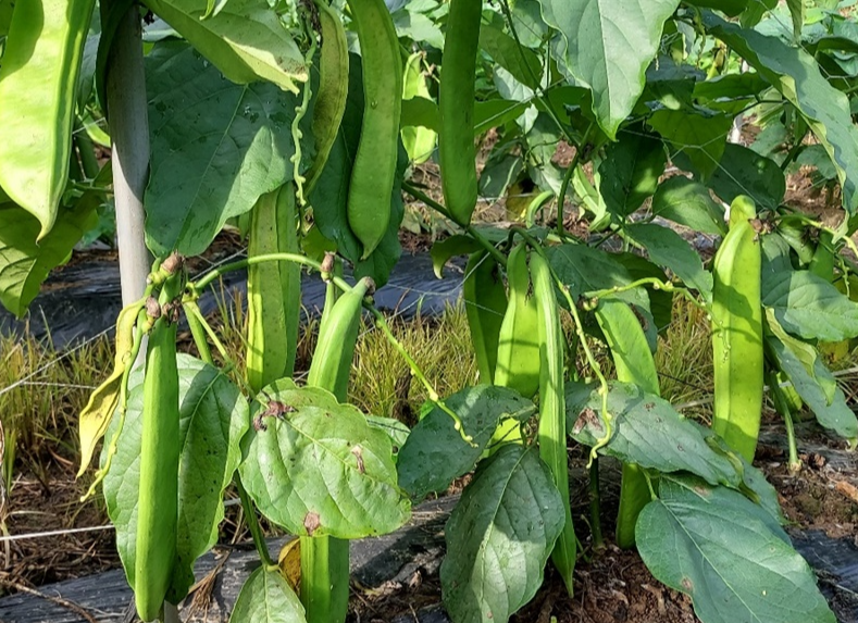 작두콩 재배하는 모습