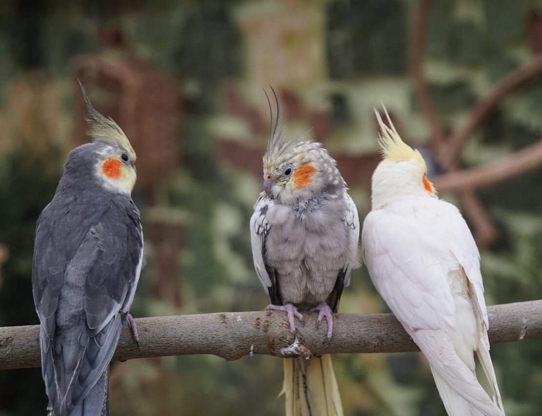 왕관앵무새 세마리가 나란히 나뭇가지에 앉아있는 모습