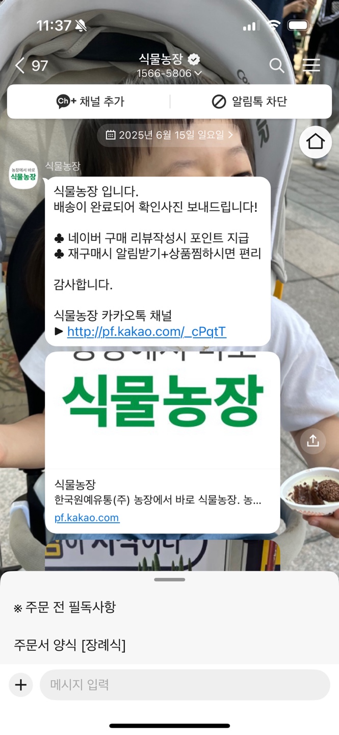 부산 서구 개업 화분, 개업 화분 추천, 축하 화분 배달, 개업 화분 당일 배달 (내돈내산)