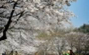 상도권역 이팝나무 꽃 축제 기본일정과 프로그램 소개 및 특징