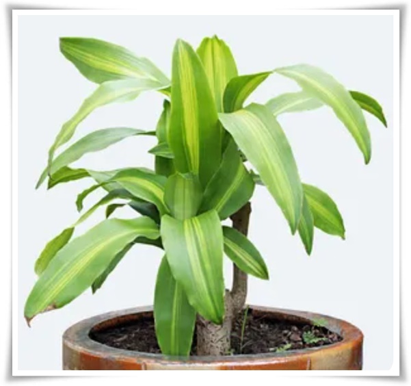 "행운목" 행운을 불러오며 실내 정원을 아름답게 가꾸는 초록의 친구!