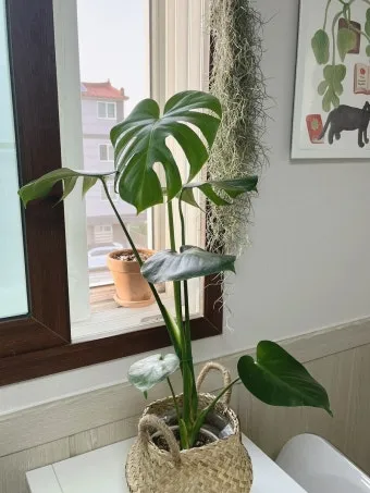 북향집 식물 선택 저조도관리 물주기 식물등 활용 방법_3