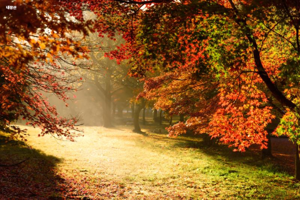 2024년 가을 단풍 시기 (단풍 절정기) 추천 여행지 🍁