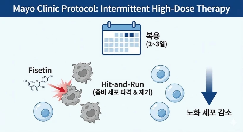 '메이요 클리닉(Mayo Clinic) 방식: 간헐적 고용량 요법'이라는 제목 아래, 달력 아이콘에 2~3일만 표시되어 있고 'Hit-and-Run (좀비 세포 타격 &amp; 제거)'라는 문구와 함께 노화 세포가 사라지는 과정을 시각화한 정보 그래프입니다.