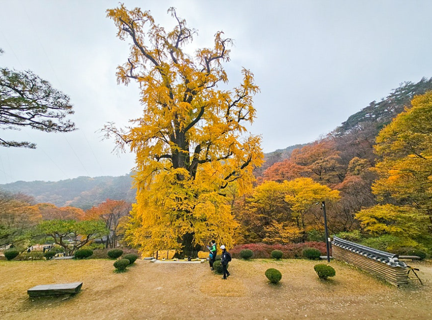 용문사 은행나무1