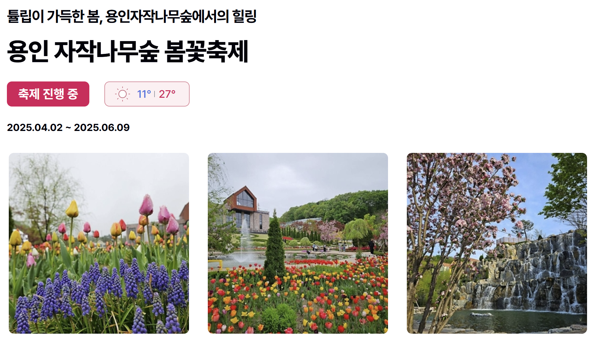 용인 자작나무숲 봄꽃축제