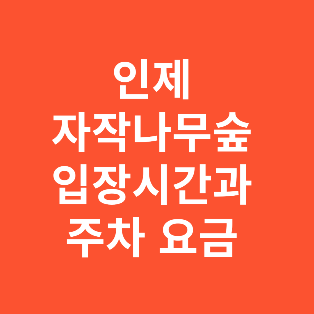 인제 자작나무숲 입장시간과 주차 요금 총정리