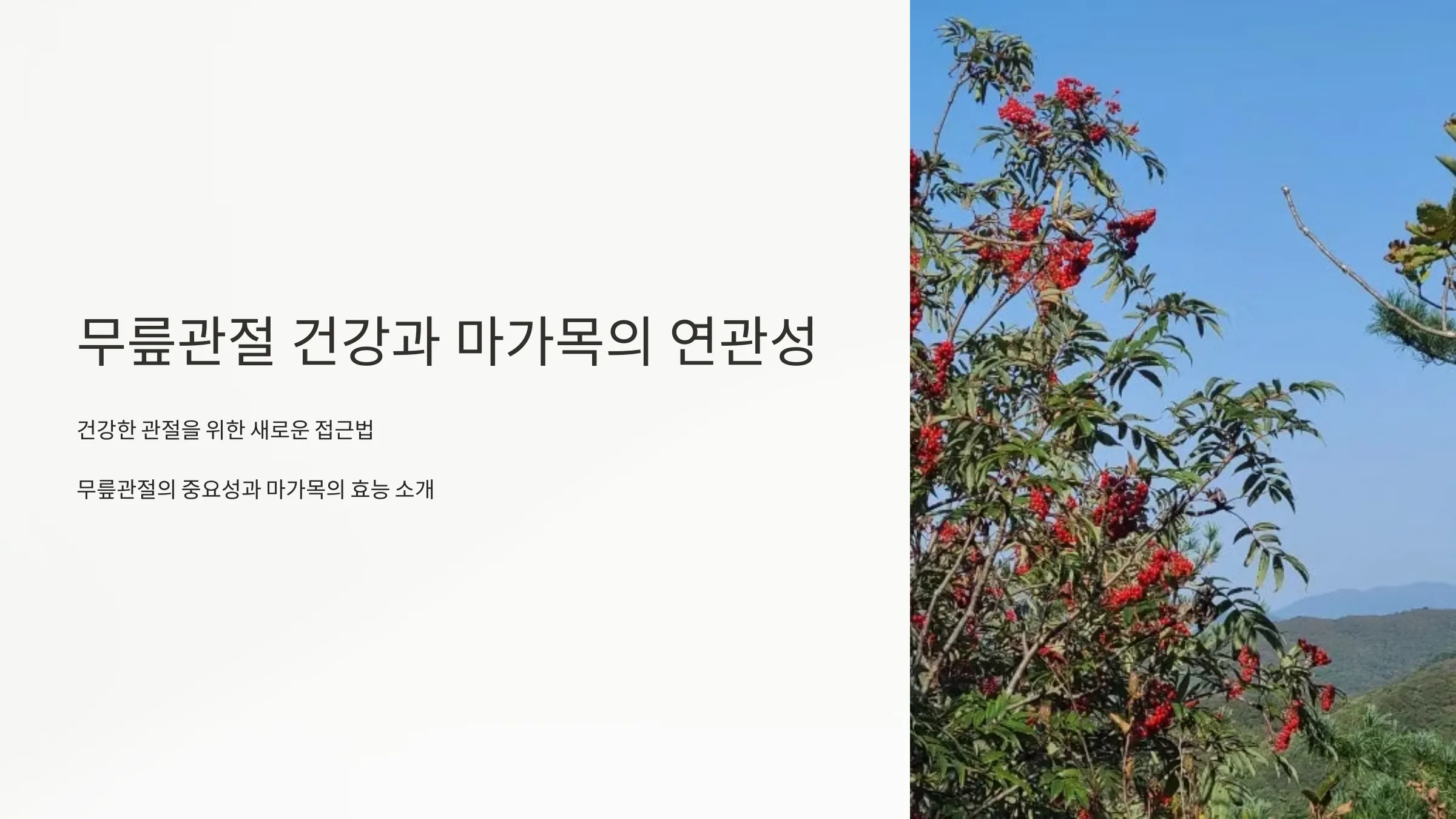 무릎관절 건강과 마가목의 연관성