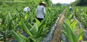 강황 재배 따뜻한 온도 보온 피복 수확 건조_30