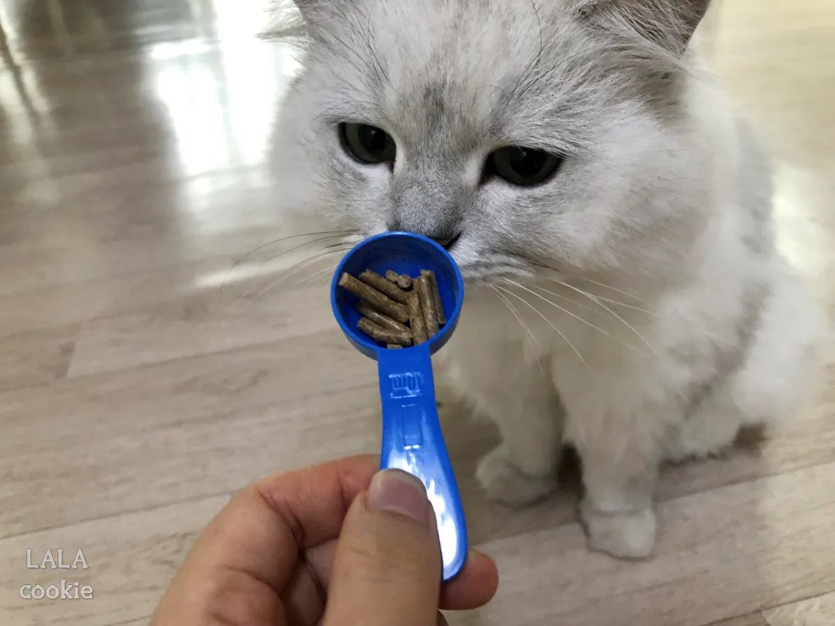 고양이-변비-장-사료-추천-후기-파이보-스푼과-냄새-맡는-고양이