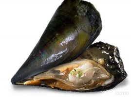 키조개