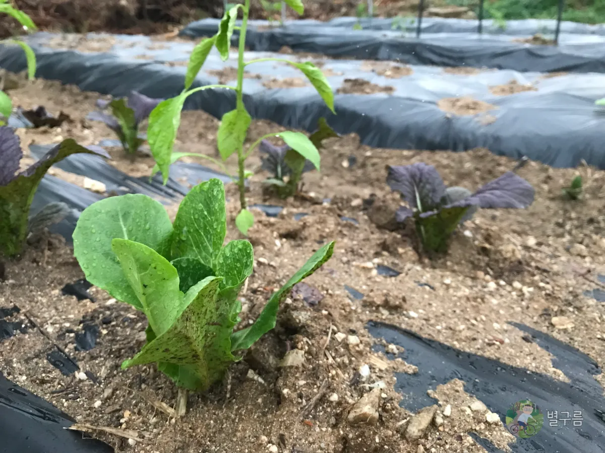 밭-이랑-상추