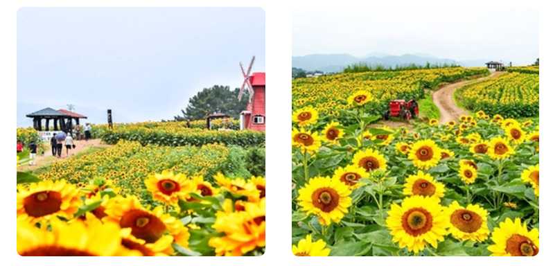 6월 꽃구경 가볼만한곳