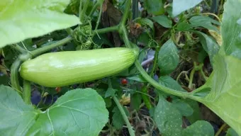 애호박 재배 꽃 관리 수분 받기 토양 배수 개선_10