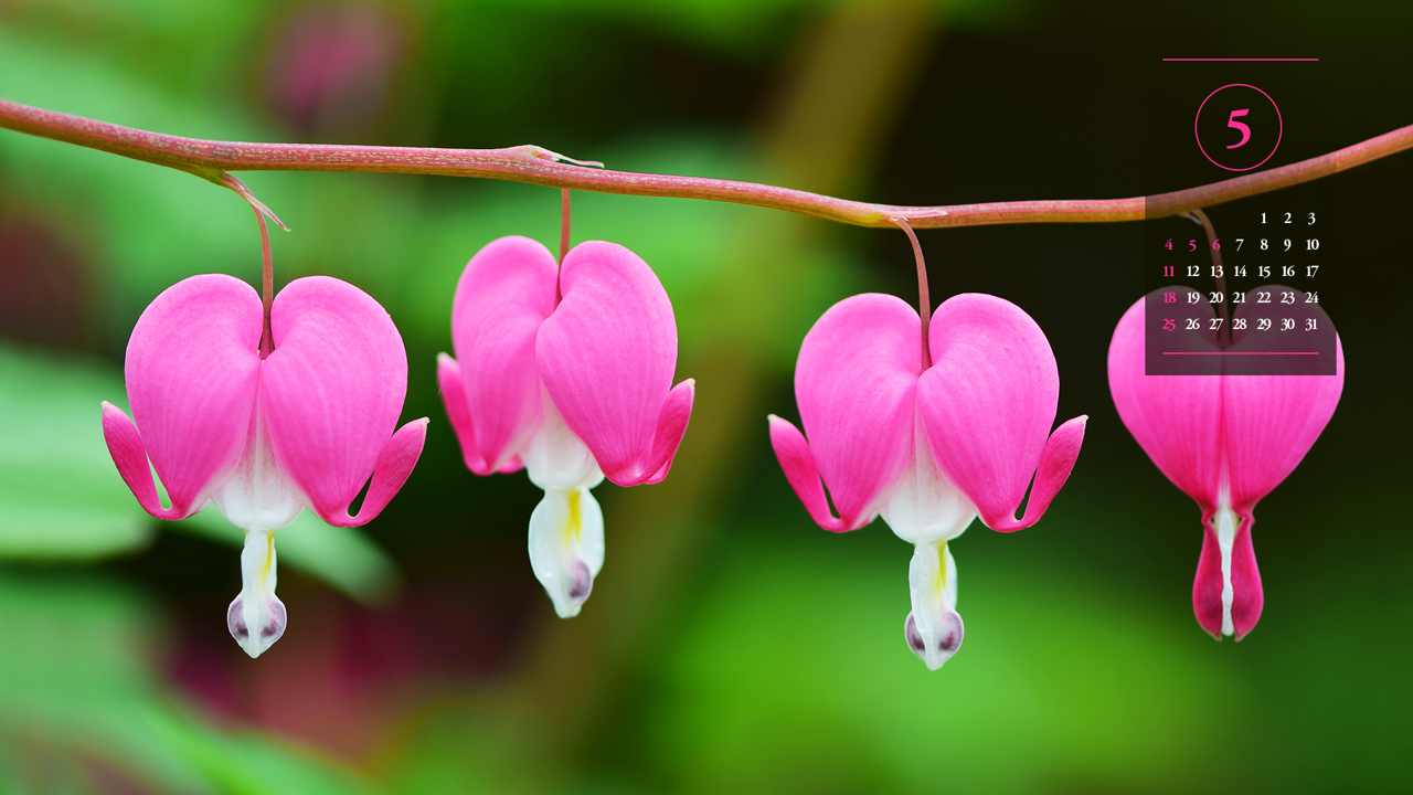 03 금낭화 클로즈업 A - 2025년5월 노트북배경화면