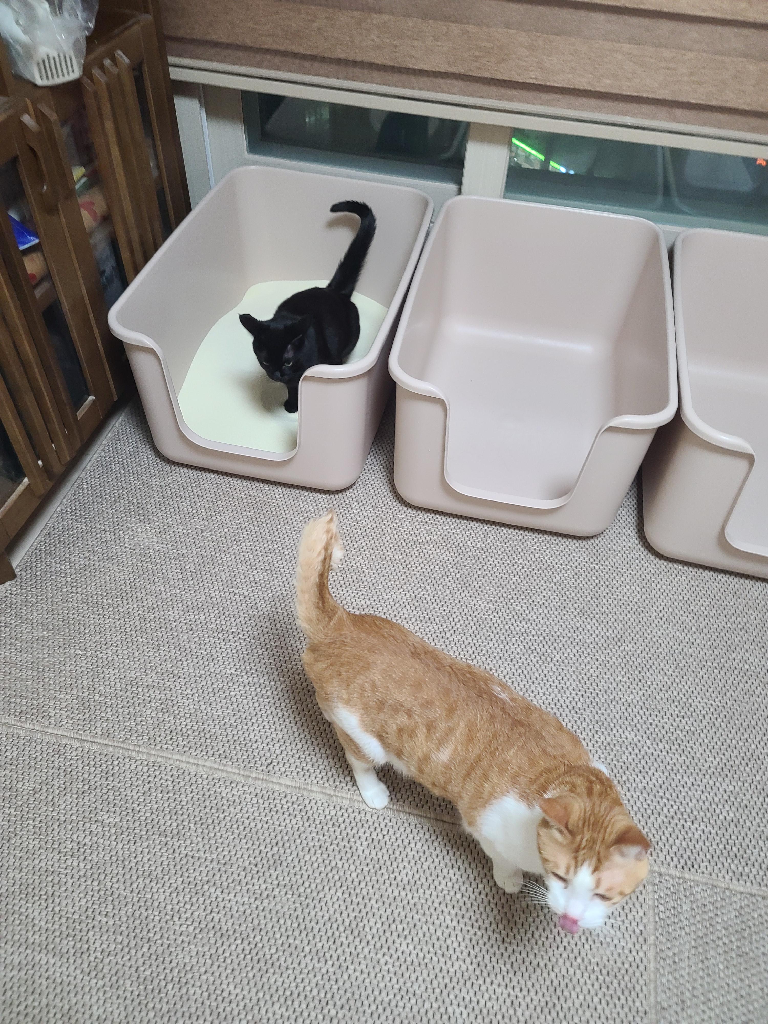 다시 다가온 아홉냥이들 화장실 모래 전체갈이!(feat.써유믹스,바우젠)