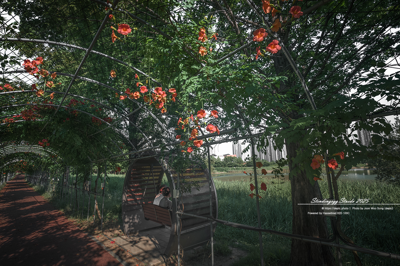 #청주 #오송 #호수공원 #오송호수공원 #능소화