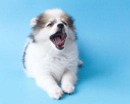 개의 유치 잔여