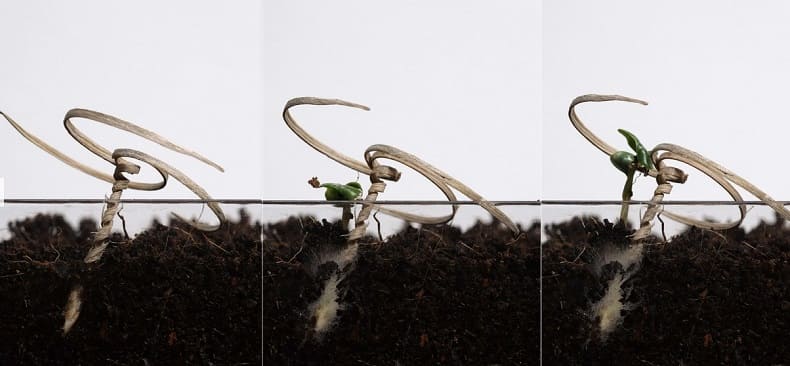 씨 뿌리면 자기가 땅 파고드는 획기적 종자 개발 VIDEO: E-seed: Autonomous self-burying seed carriers for aerial seeding