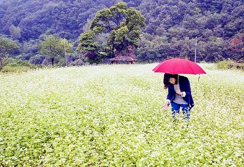 충북 청주 가을 여행 메밀 꽃밭 가볼만한 곳 추천