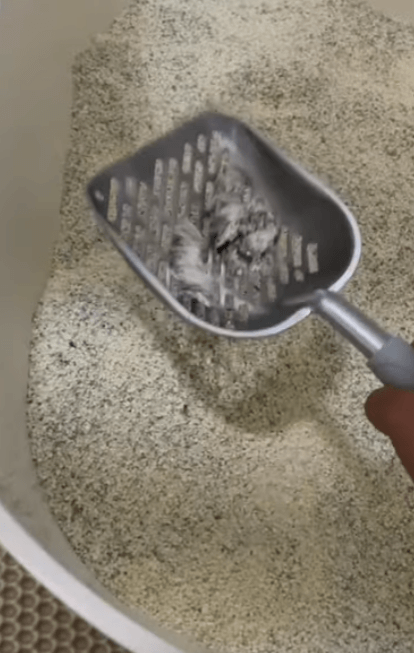  고양이 화장실 모래 추천 BEST 5