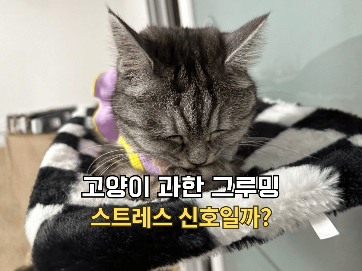 고양이 과한 그루밍 스트레스 신호일까 글의 썸네일. 캣타워 해먹 위에서 눈을 감고 앞발의 젤리를 그루밍하고 있는 회색 고양이 별찌.