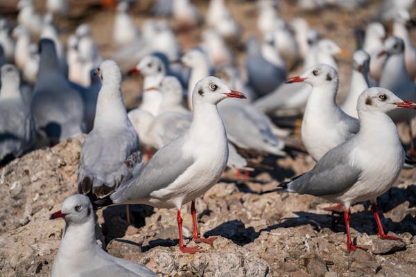 "바닷새의 위협: 먹이와 혼동된 미세 플라스틱의 비극"